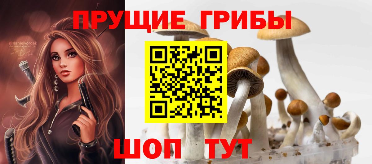 Псилоцибиновые грибы Psilocybe  Алейск 